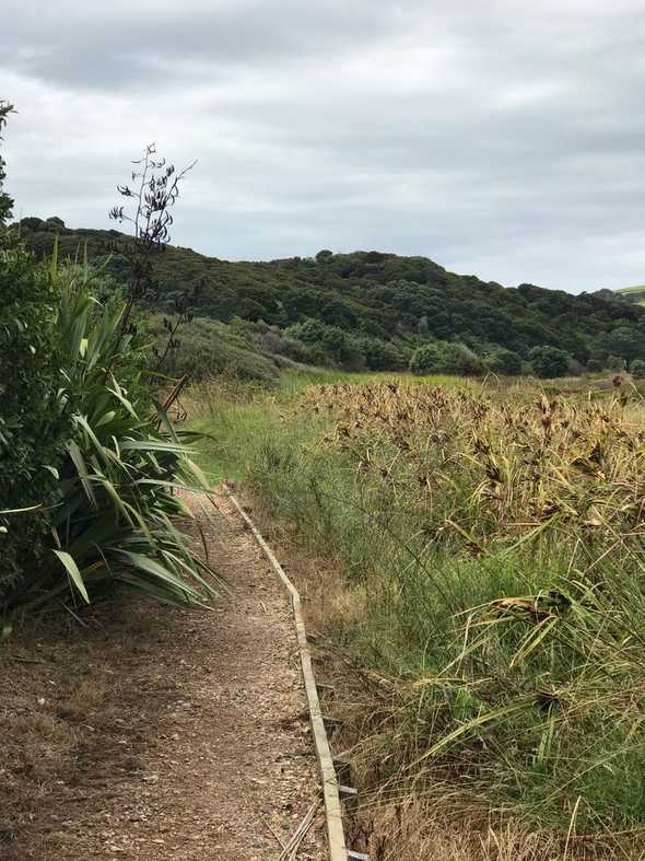 Waiheke Coast