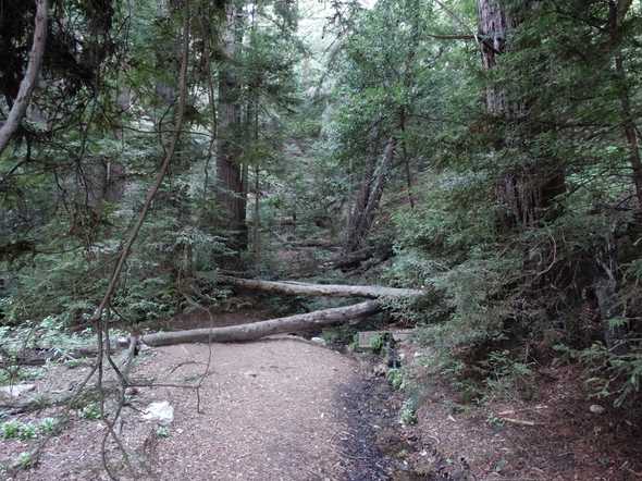 Pogonip Stream 1