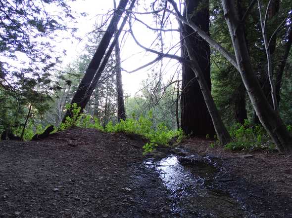 Pogonip Stream 2