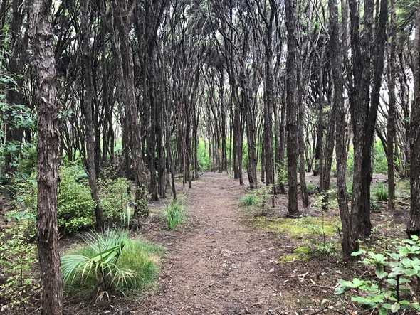 Waiheke Hike