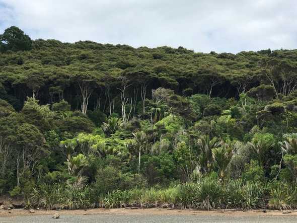 Waiheke Trees