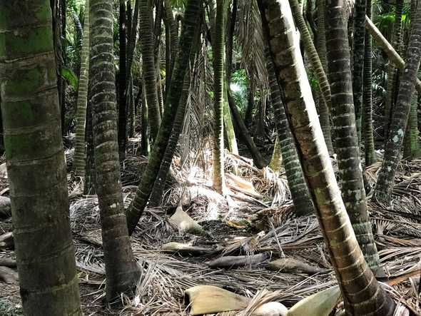 Fallen Trees