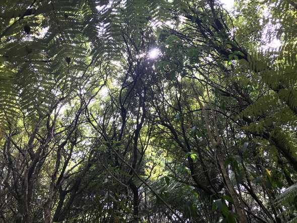 Waiheke Sanctuary